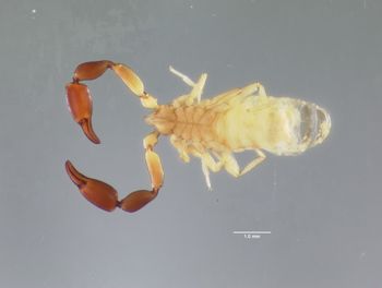 Media type: image;   Invertebrate Zoology 102490